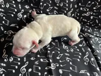 AKC White Girl, a female Labrador Retriever for sale in Calhan, CO – Photo 1 of 8