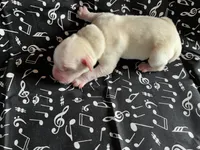 AKC White Girl, a female Labrador Retriever for sale in Calhan, CO – Photo 5 of 8