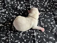 AKC White Girl, a female Labrador Retriever for sale in Calhan, CO – Photo 4 of 8