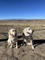 AKC White Girl, a female Labrador Retriever for sale in Calhan, CO – Photo 8 of 8