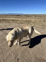 AKC White Girl, a female Labrador Retriever for sale in Calhan, CO – Photo 6 of 8