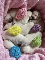 AKC Easter Tulip Girl🌷, Ready 5/27, a female Labrador Retriever for sale in Calhan, CO – Photo 3 of 6