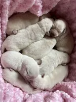 AKC Easter Tulip Girl🌷, Ready 5/27, a female Labrador Retriever for sale in Calhan, CO – Photo 2 of 6