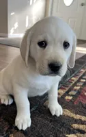 AKC Easter Tulip🌷 , a female Labrador Retriever for sale in Calhan, CO – Photo 2 of 4