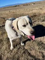 AKC Easter Tulip🌷 , a female Labrador Retriever for sale in Calhan, CO – Photo 4 of 4