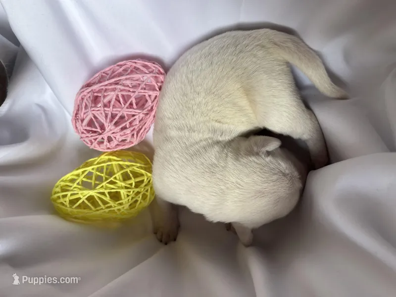 AKC Easter Tulip🌷  – Labrador Retriever puppy for sale in Calhan, CO