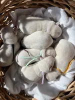 AKC Pink Girl, a female Labrador Retriever for sale in Calhan, CO – Photo 4 of 7