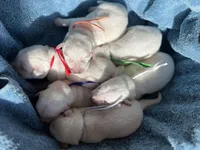 AKC Pink Girl, a female Labrador Retriever for sale in Calhan, CO – Photo 5 of 7