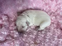 AKC Pink Girl, a female Labrador Retriever for sale in Calhan, CO – Photo 2 of 7