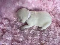 AKC Pink Girl, a female Labrador Retriever for sale in Calhan, CO – Photo 1 of 7