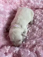 AKC Pink Girl, a female Labrador Retriever for sale in Calhan, CO – Photo 3 of 7