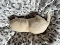 AKC Grey Boy, Ready 5/27, a male Labrador Retriever for sale in Calhan, CO – Photo 4 of 4