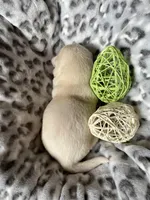 AKC Grey Boy, Ready 5/27, a male Labrador Retriever for sale in Calhan, CO – Photo 2 of 4