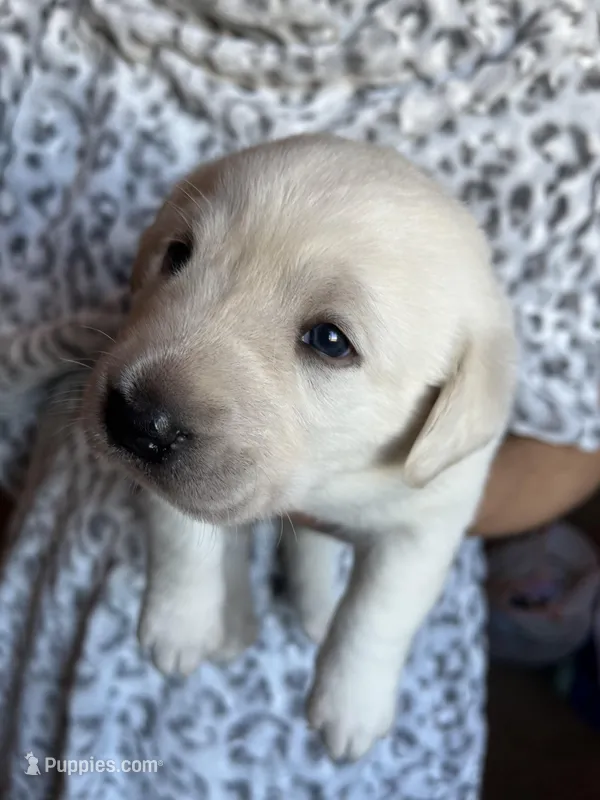 AKC Grey Boy, Ready 5/27 – Labrador Retriever puppy for sale in Calhan, CO