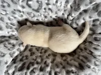 AKC Grey Boy, Ready 5/27, a male Labrador Retriever for sale in Calhan, CO – Photo 3 of 4