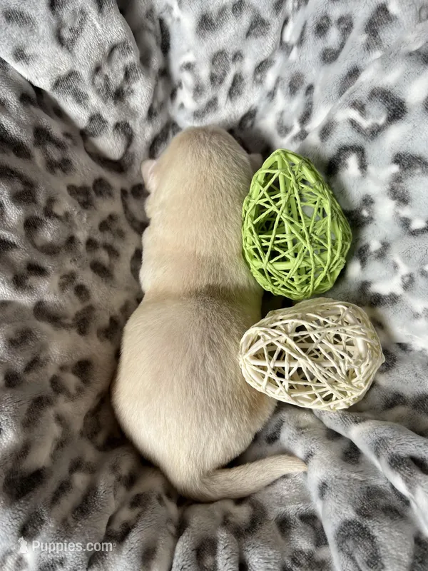 AKC Grey Boy, Ready 5/27 – Labrador Retriever puppy for sale in Calhan, CO