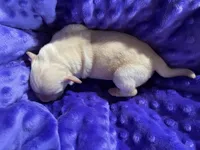 AKC  Purple Girl, a female Labrador Retriever for sale in Calhan, CO – Photo 5 of 6