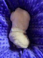 AKC  Purple Girl, a female Labrador Retriever for sale in Calhan, CO – Photo 8 of 9