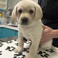 AKC  Purple Girl, a female Labrador Retriever for sale in Calhan, CO – Photo 6 of 6