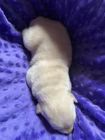 AKC  Purple Girl, a female Labrador Retriever for sale in Calhan, CO – Photo 7 of 9