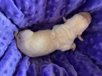 AKC  Purple Girl, a female Labrador Retriever for sale in Calhan, CO – Photo 4 of 6