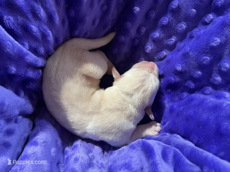 AKC  Purple Girl – Labrador Retriever puppy for sale in Calhan, CO