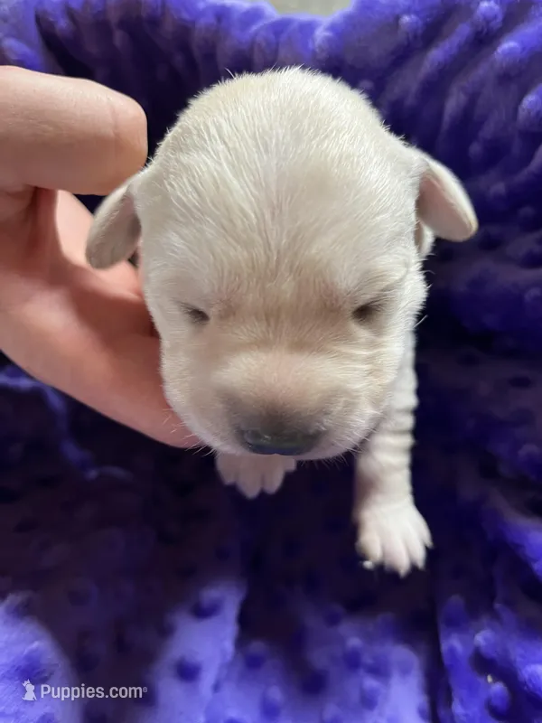 AKC  Purple Girl – Labrador Retriever puppy for sale in Calhan, CO