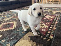 AKC Pink Girl🌸, Ready 5/27, a female Labrador Retriever for sale in Calhan, CO – 5 of 10