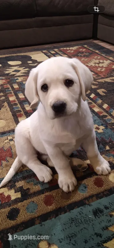 AKC Spring Girl – Labrador Retriever puppy for sale in Calhan, CO