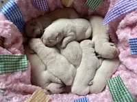 AKC Spring Girl🌺, Ready 5/27, a female Labrador Retriever for sale in Calhan, CO – Photo 2 of 6