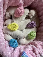 AKC Spring Girl🌺, Ready 5/27, a female Labrador Retriever for sale in Calhan, CO – Photo 3 of 6