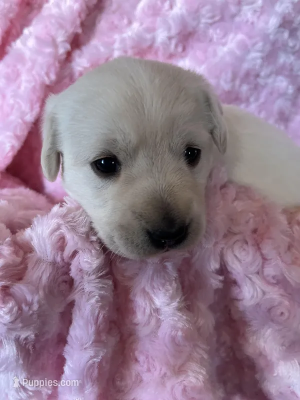 AKC Spring Girl🌺, Ready 5/27 – Labrador Retriever puppy for sale in Calhan, CO