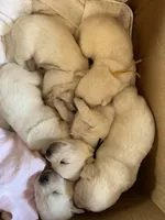 AKC Spring Girl, a female Labrador Retriever for sale in Calhan, CO – Photo 5 of 6