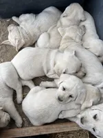 AKC Spring Girl, a female Labrador Retriever for sale in Calhan, CO – Photo 4 of 6