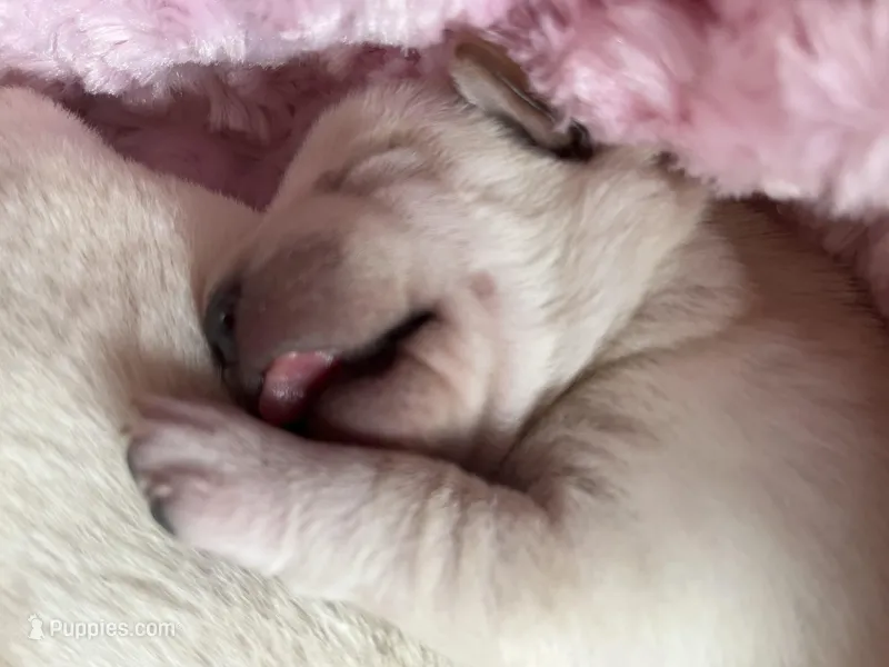 AKC Spring Girl – Labrador Retriever puppy for sale in Calhan, CO