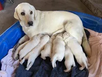 AKC Spring Girl, a female Labrador Retriever for sale in Calhan, CO – Photo 6 of 6