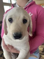 AKC Pink Girl🌸, Ready 5/27, a female Labrador Retriever for sale in Calhan, CO – 3 of 10