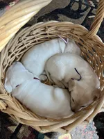 AKC Purple Girl, a female Labrador Retriever for sale in Calhan, CO – Photo 3 of 10