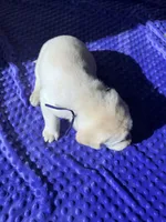 AKC Purple Girl, a female Labrador Retriever for sale in Calhan, CO – Photo 2 of 10