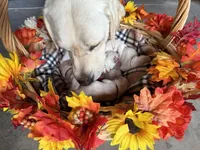 AKC Purple Girl, a female Labrador Retriever for sale in Calhan, CO – Photo 6 of 10