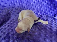 AKC Purple Girl, a female Labrador Retriever for sale in Calhan, CO – Photo 7 of 10