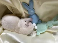 AKC Spring Boy, Ready 5/27, a male Labrador Retriever for sale in Calhan, CO – Photo 2 of 3