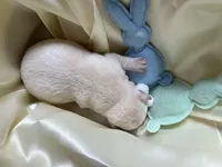 AKC Spring Boy, Ready 5/27, a male Labrador Retriever for sale in Calhan, CO – Photo 3 of 3