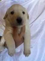 AKC Yellow Boy, Ready 5/27, a male Labrador Retriever for sale in Calhan, CO – 2 of 9