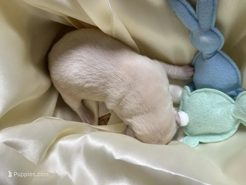 AKC Spring Boy, Ready 5/27 – Labrador Retriever puppy for sale in Calhan, CO