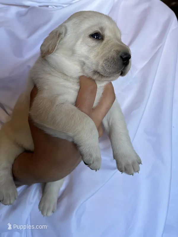 AKC Spring Boy, Ready 5/27 – Labrador Retriever puppy for sale in Calhan, CO
