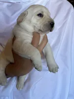AKC Yellow Boy, Ready 5/27, a male Labrador Retriever for sale in Calhan, CO – 1 of 9