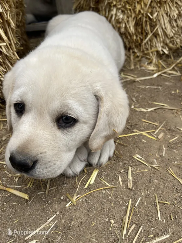 AKC Grey Boy, Ready 5/27 – Labrador Retriever puppy for sale in Calhan, CO