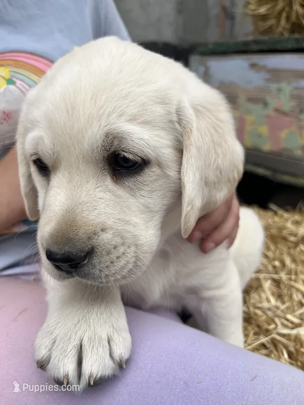 AKC Spring Grass Boy, Ready 5/27 – Labrador Retriever puppy for sale in Calhan, CO
