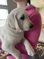 AKC Pink Girl🌸, Ready 5/27, a female Labrador Retriever for sale in Calhan, CO – 2 of 10